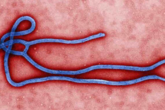 Ebola e il cinema, come è trattato il virus