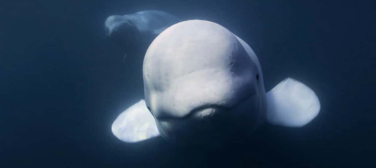 Mai avvicinarsi a balena morta sulla battigia. I segreti delle balene, documentario, serie tv, James Cameron, Sigourney Weaver